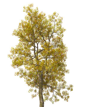 Single autumn tree isolated on transparent background. Deciduous tree with fall leaves isolated on transparent background. Autumn tree isolated on white background. Autumn tree PNG. tulip tree PNG.