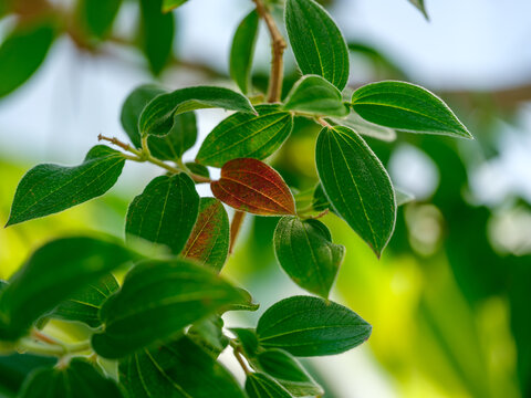 Close-up photo of Tibouchina leaves turning red