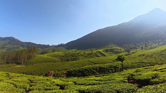 Landscape View of Munnar Tea Estate