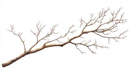 Obraz premium Dry Twisted Branch Depicting Nature’s Resilience and Texture Against a White Background for Artistic Use