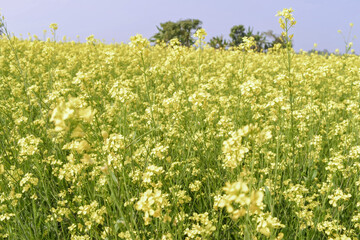 wide mustard seed plantation showing deep yellow fields and abundant crop growth of "brassica juncea" in rural countryside landscape