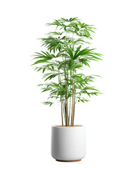 Elegant Potted plant, a vibrant Indoor plant and Green plant, perfect Houseplant in a stylish White pot for modern interiors.