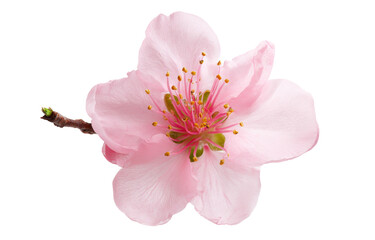 peach blossom on white background