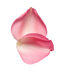 Stunning pink rose petals and rose petals on a white background, offering a delicate petals aesthetic. Ideal for a floral background or showcasing beautiful flower petals.