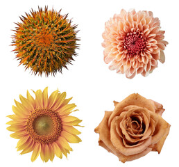 Four Botanical Elements Collage