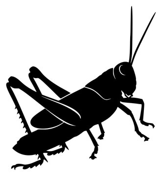 a black silhouette of an insect, a cricket on a illustration, black, cricket, grasshopper, illustration, image, insect, silhouette, against transparent background