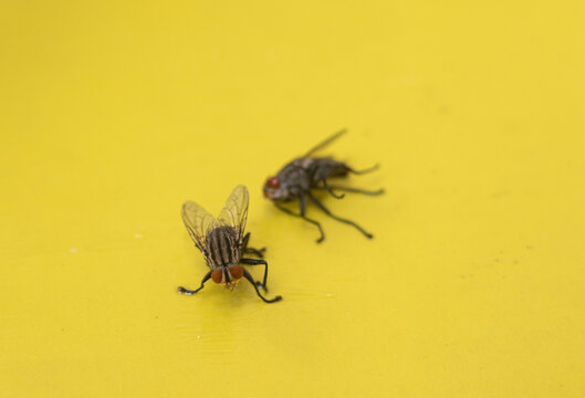 A close-up view of a small housefly (Musca domestica) in full detail, trapped on a sticky fly trap.
