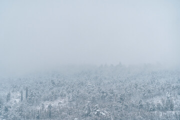 Fog Shrouds a Snowy Winter Forest Landscape