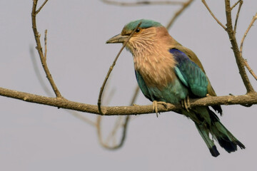 indian roller bird, "oracias benghalensis", perched on a tree branch showing vibrant blue and brown plumage in natural habitat