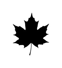 Obraz premium Maple Leaf Design in Black and White