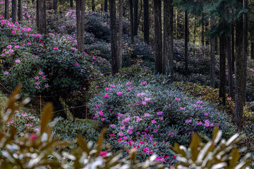 弁財天石楠花の丘