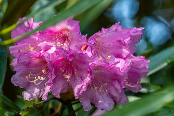 弁財天石楠花の丘