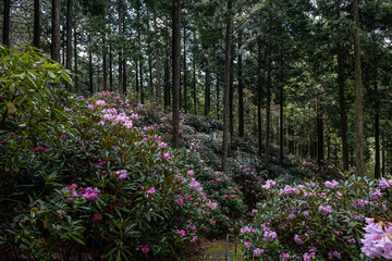 弁財天石楠花の丘