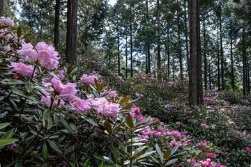 弁財天石楠花の丘