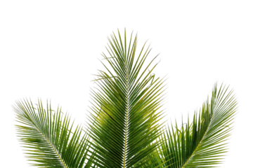 Close-up of vibrant green coconut palm fronds isolated on a clean white background. Ideal for botanical or tropical-themed designs.
