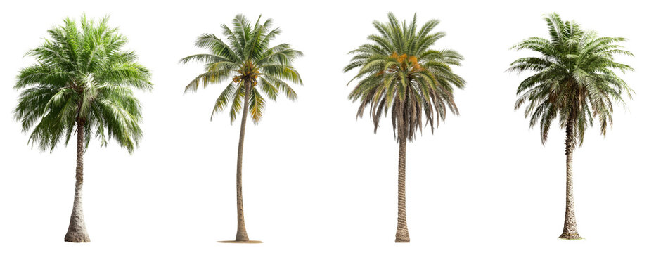 Collection of palm tree, tropical isolated cutout images on a white background for design, featuring various types of green foliage and trunks.
