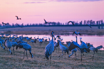Obraz premium Flock of cranes on a meadow by a lake in evening light at spring