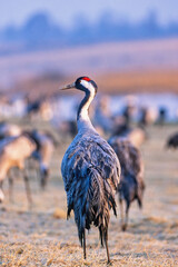 Crane in morning light from behind at springtime