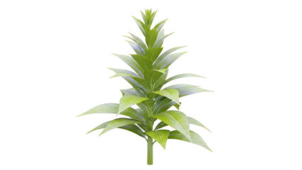 Fototapeta premium Green Tobacco Plant