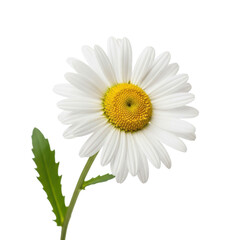 Naklejka premium Daisy Flower Isolated Black Background