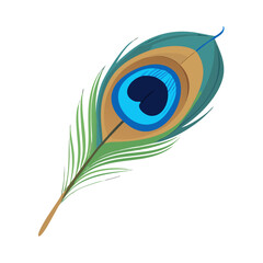 A colorful peacock feather vector illustration features a nature-inspired bird eye pattern as a beautiful art symbol isolated on a white background design