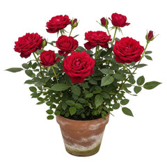Obraz premium Red Roses Potted Plant