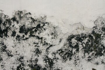 White wall covered with moss, background texture concept, copy space