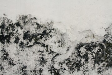 White wall covered with moss, background texture concept, copy space