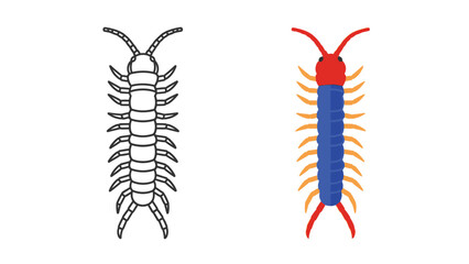 Set of two stylized centipede illustrations one featuring a simple black outline and the other showcasing vibrant blue red and orange coloring for educational use