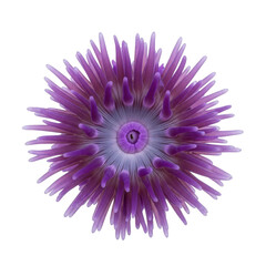 Purple Sea Anemone Close Up
