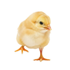 Obraz premium Cute Baby Chick Isolated Black Background