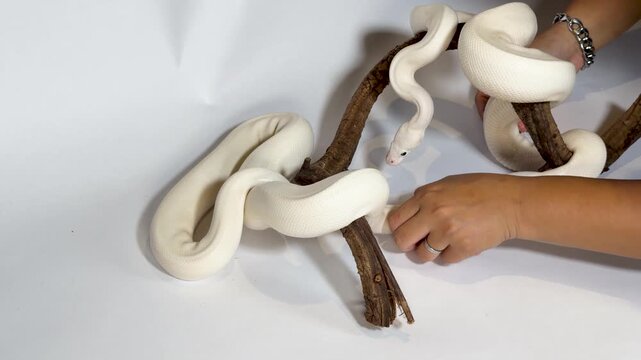 White Leucistic Ball Python Snakes Slithering on Branch with Human Hands