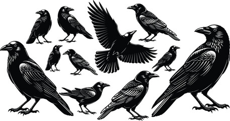 Obraz premium Vintage black and white woodcut engraving style illustration set of crows and ravens in various poses isolated on white background for gothic design decor