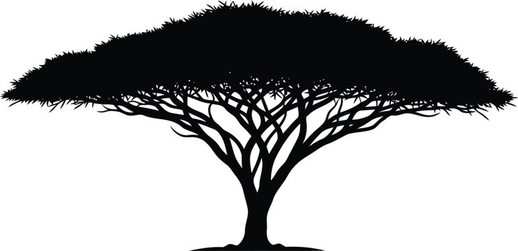 African baobab tree silhouette Vector