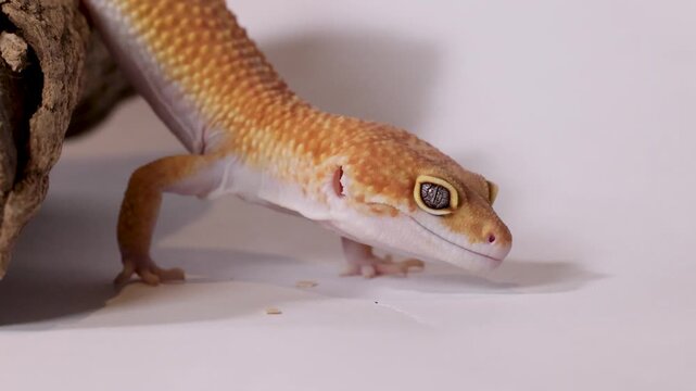 Orange Leopard Gecko Crawling on White Surface in Studio Setting