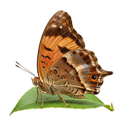 Fototapeta premium Detailed Butterfly Wing Macro on Green Leaf