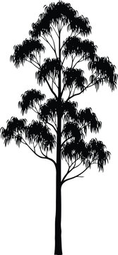 Eucalyptus tree silhouette Vector