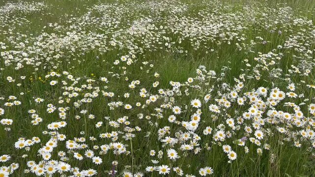 Chamomile. White daisy flowers in a field of green grass sway in the wind. Chamomile flowers field . Close up. Nature, flowers, spring, biology, fauna concept