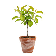 Fototapeta premium Small apple tree in terracotta pot
