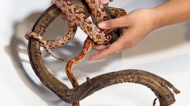 Orange Corn Snake Being Handled on a Curved Branch Studio Shot