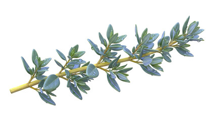 Fresh Thyme Sprig with Water Droplets