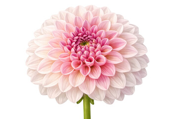 Fototapeta premium Pink dahlia flower blooming in full detail, showing delicate petals and graceful natural beauty with a transparent background