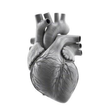Human Heart Anatomy Halftone Abstract Cardiovascular Medical