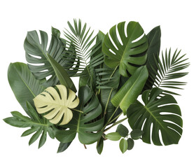 Vibrant Tropical Leaves Arrangement: Monstera, Palm, and Green Foliage on a Clean White Background for Botanical Design