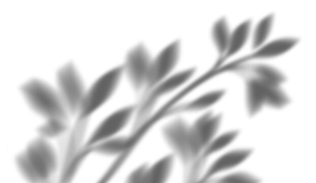 Delicate shadow overlay texture of small leafy branch projecting diagonally onto transparent background natural subtle sunlight effect graphic design element