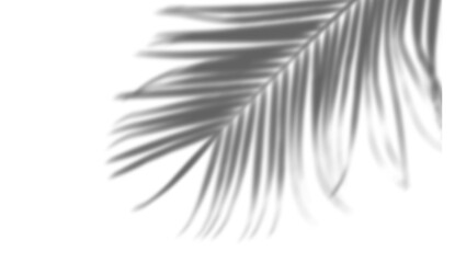 Fototapeta premium Palm leaf shadow overlay effect, tropical plant leaves, natural sunlight, transparent background template, design element