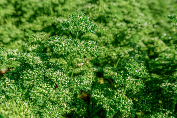 Fresh green organic moss curled parsley