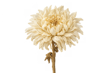 Dry chrysanthemum flower head with petals and a withered stem, showing autumnal beauty and a peaceful aesthetic