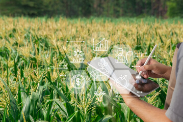 Smart farming concept. Farmer using tablet with digital icons monitoring corn growth, yield, and data in a modern maize field for precision agriculture.