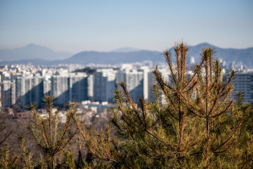Seoul City Skyline with Pine Trees in Foreground